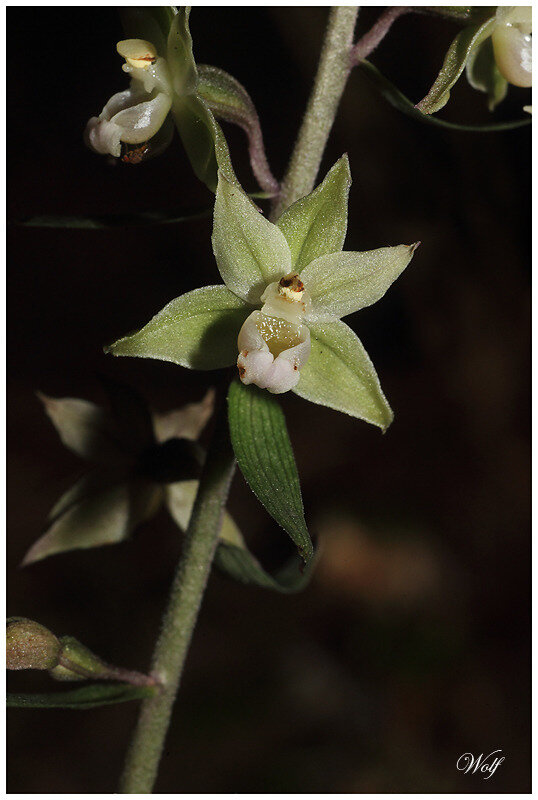 epipactis-purpur-18-02