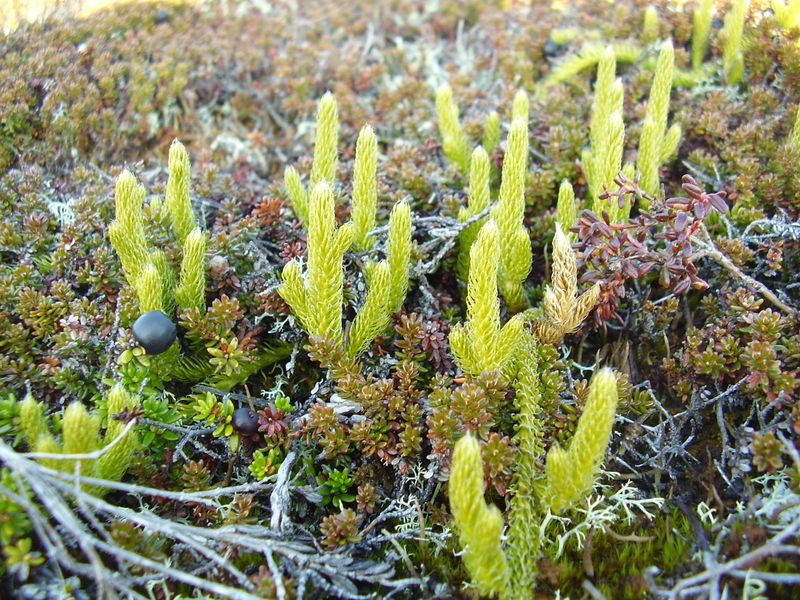 17-10-08 Sortie Montagne et rennes (027)