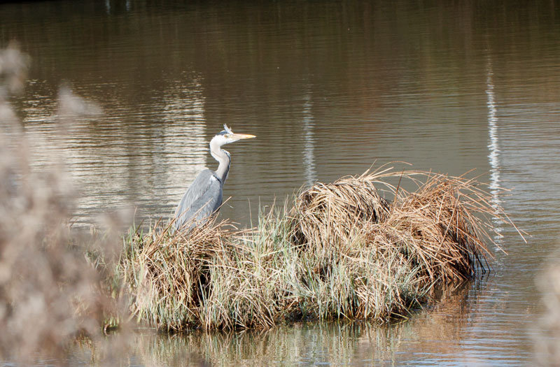heron01