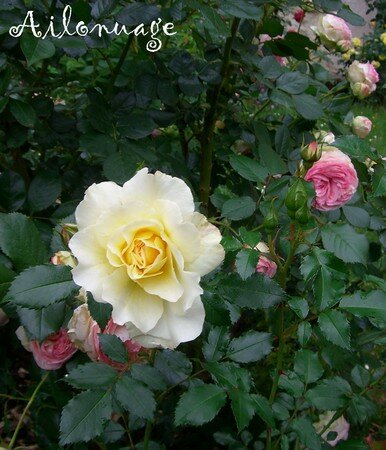 blog_rose_jaune