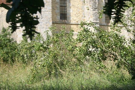 Commanderie_des_templiers_Coulommiers_francis_Dechy_25juin_2007__03_