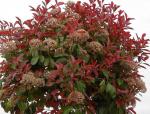 2539-photinia-x-fraseri-red-robin[1]