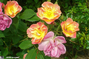jardins_de_Roquelin_66