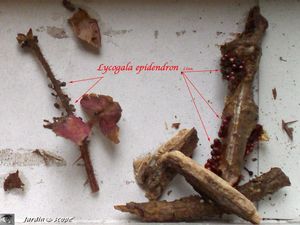 myxomycetes