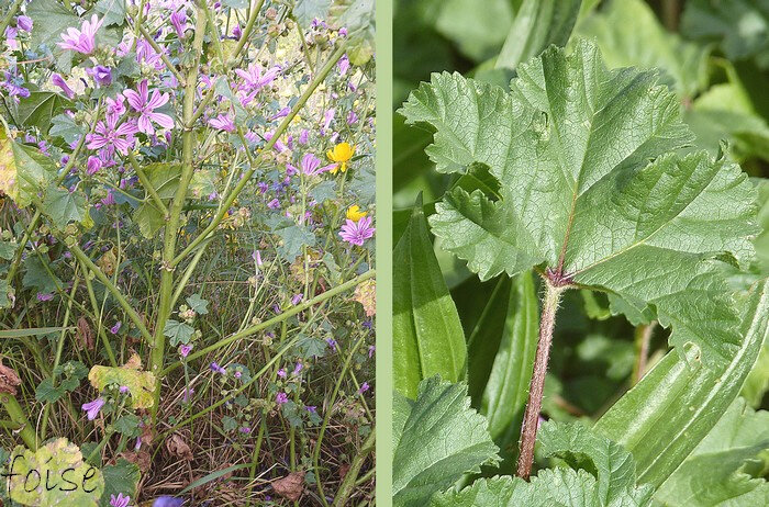 tiges de 30 cm à 120 cm ligneuses à la base ramifiées, velues feuilles palmatifides à long pétiole velu