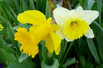 blanc-jaune-jardin-narcisses-jonquilles-fleur-jardin_578771