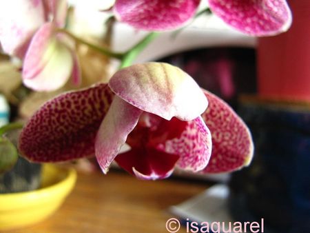 orchid_e_4