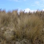 koksijde paques 2013-03-3146