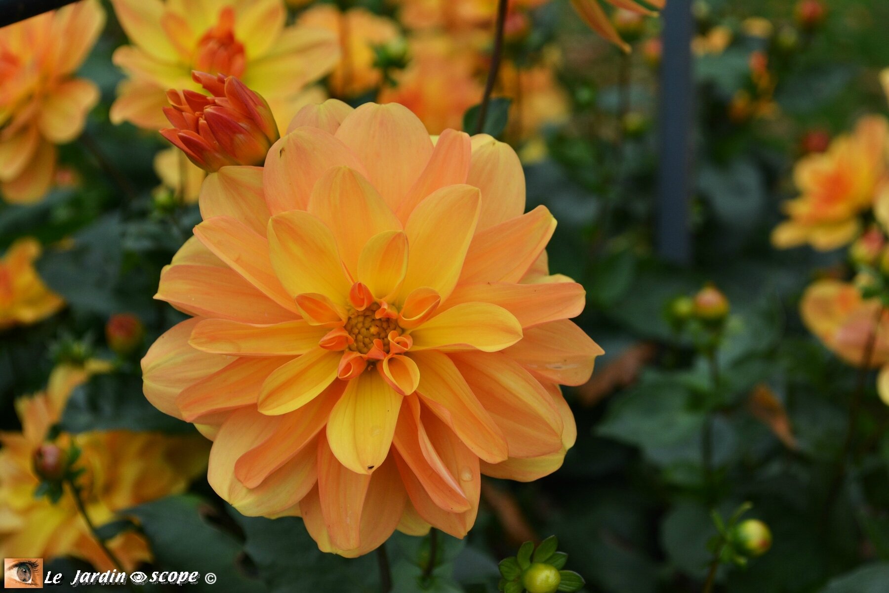 Dahlia--Odessa-(LR)