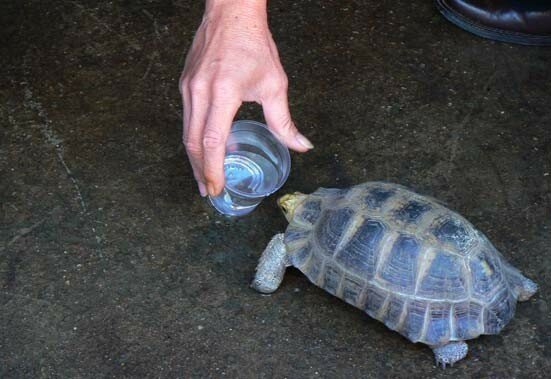 tortue_verre