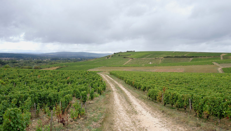 Pouilly-sur-Loire, de Loire en vignes, la Loge aux moines, champs de vignes et chemin 58)
