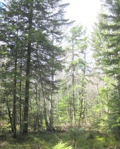 Foret_en_evolution_naturelle_3_cle098163