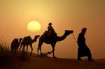 -chameau-au-coucher-du-soleil-dans-la-palmeraie-de-in-marrakech-1780401