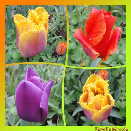 Tulipes_2011