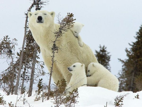 Famille_d_ours_blanc