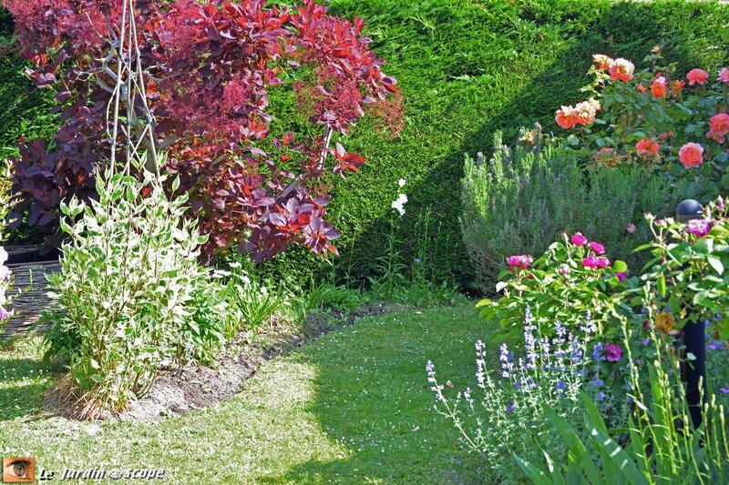Jardin-cotinus