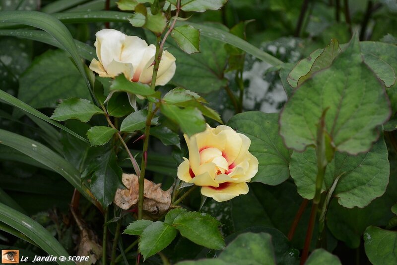 0025-Rosier-non-identifié