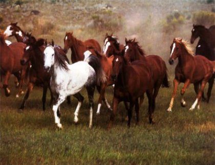 ron_kimball_wild_horses