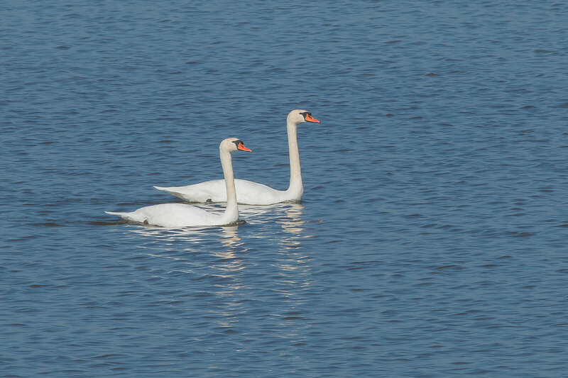 couple de cygnes tuberculés