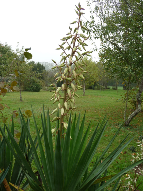 yucca 2