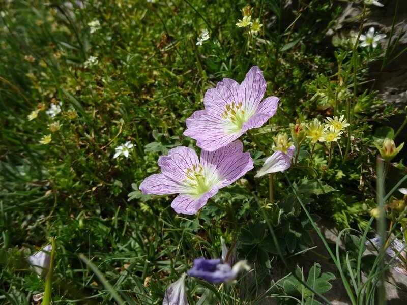 Géranium des Pyrénées