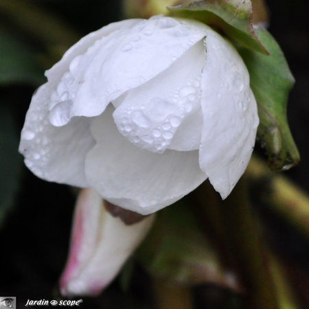 Hellebore_de_Noel