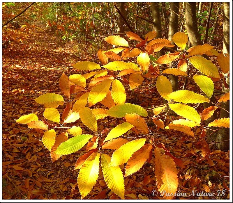 La forêt aux couleurs d'automne (20)