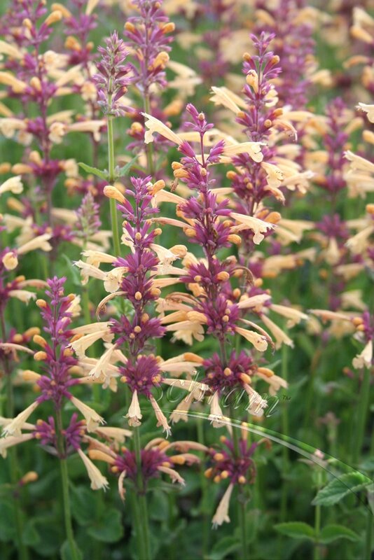 1250_agastache-summer-glow-2