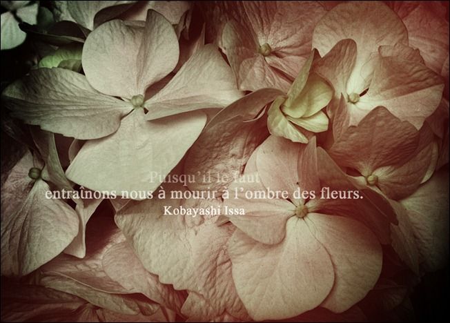 iphone-flowers-haiku-IMG_1182-copie-3