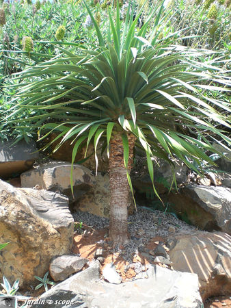 9108_Dracaena_draco