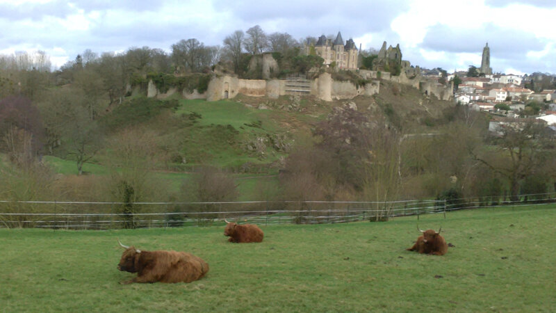 vaches au château