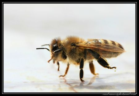 l'abeille