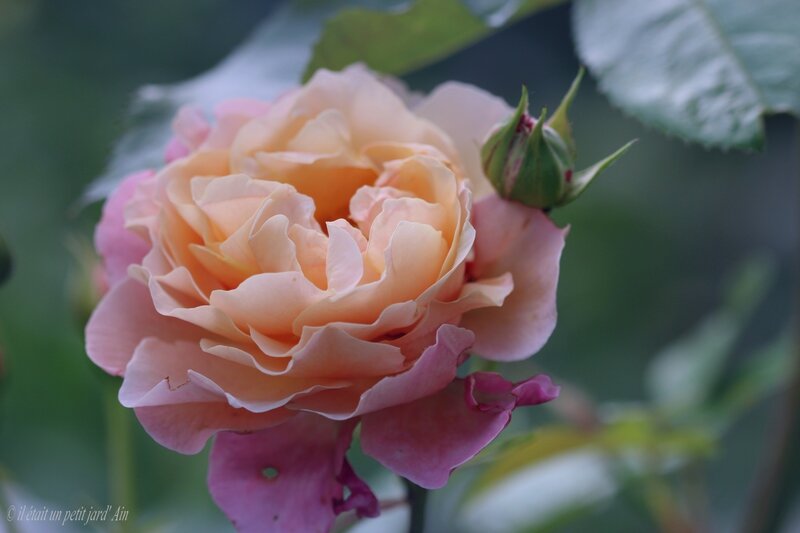 marie curie rosier roses (4)