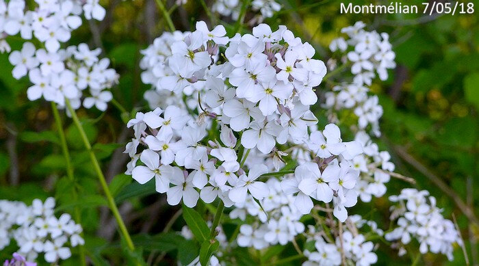 Hesperis matronalis