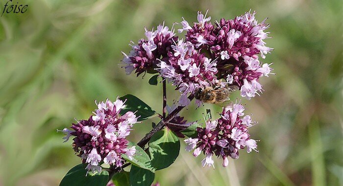 fleurs groupées en cymes denses au sommet des rameaux