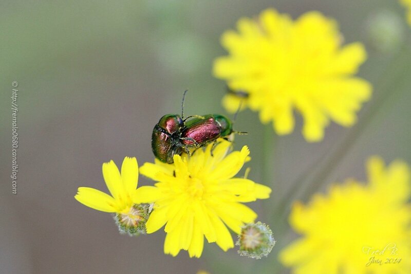 Cryptocephalus aureolus ?