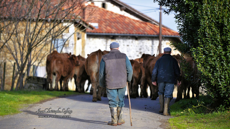 Vaches troupeau bourg Mazière 22222Janv 2023 (2)