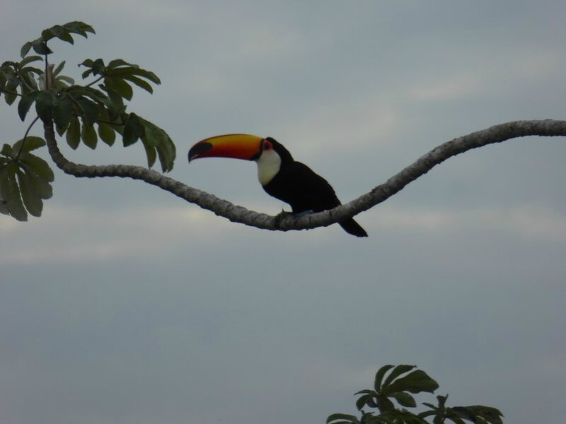 2016-05-17_Pantanal jour 3 (85) (LQ)