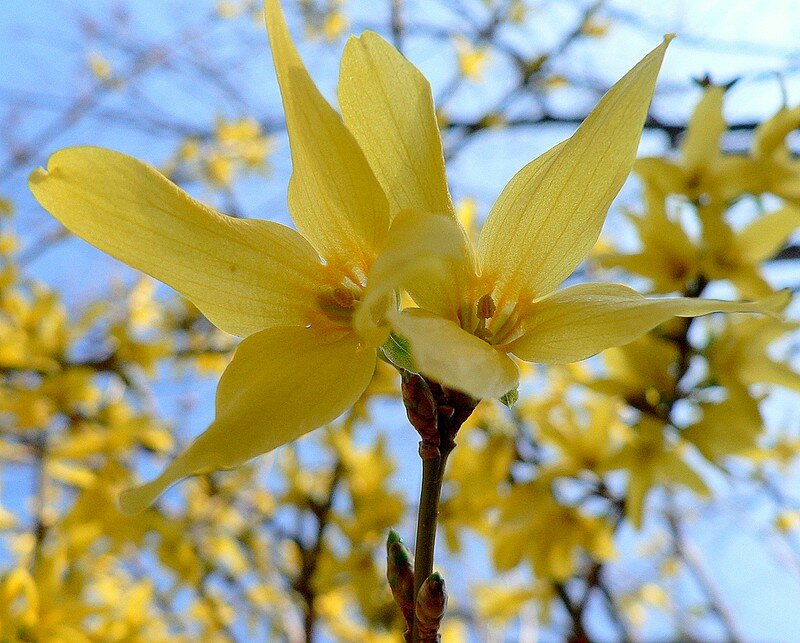 forsythia