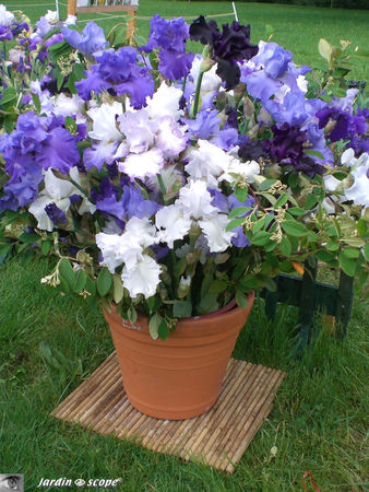 9362_Bouquet_d_Iris_bleues