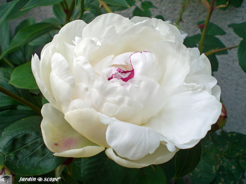 Paeonia officinalis 'festiva maxima'