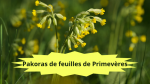16 COUCOU(3)Pakoras de feuilles de primevères