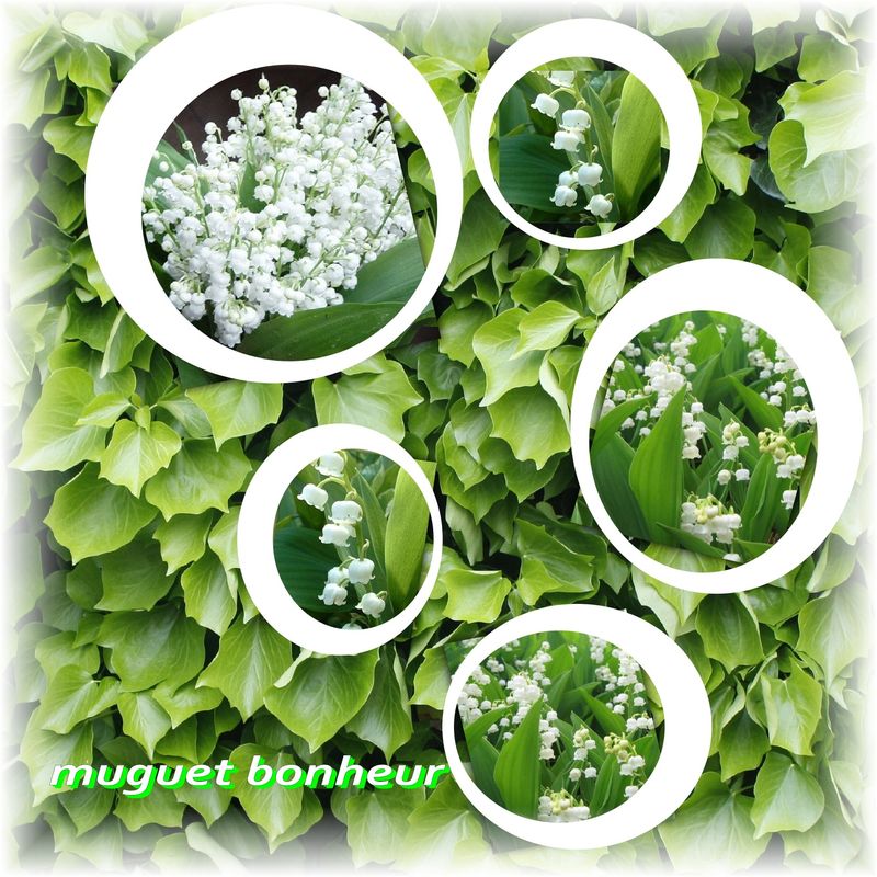 muguet