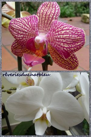 Orchidées 03 20133