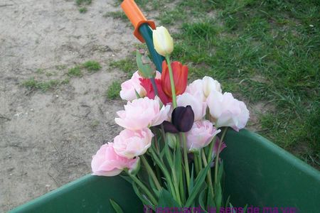 tulipes_bouquet