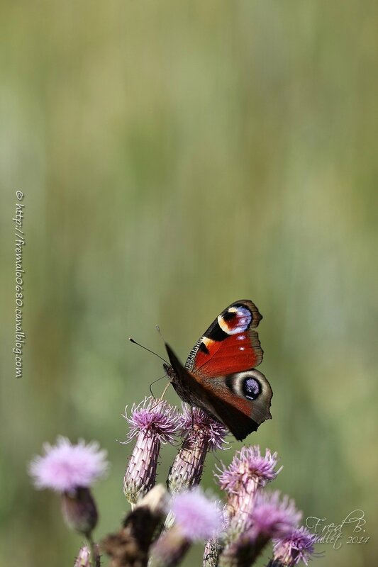 Aglais io