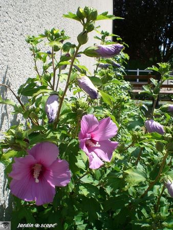 Hibiscus