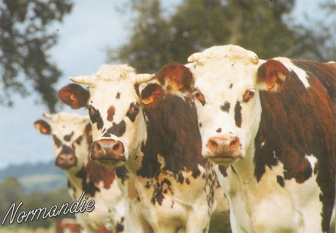 Normandie, carte postale