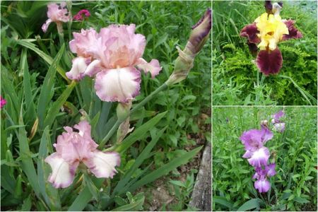 martels iris