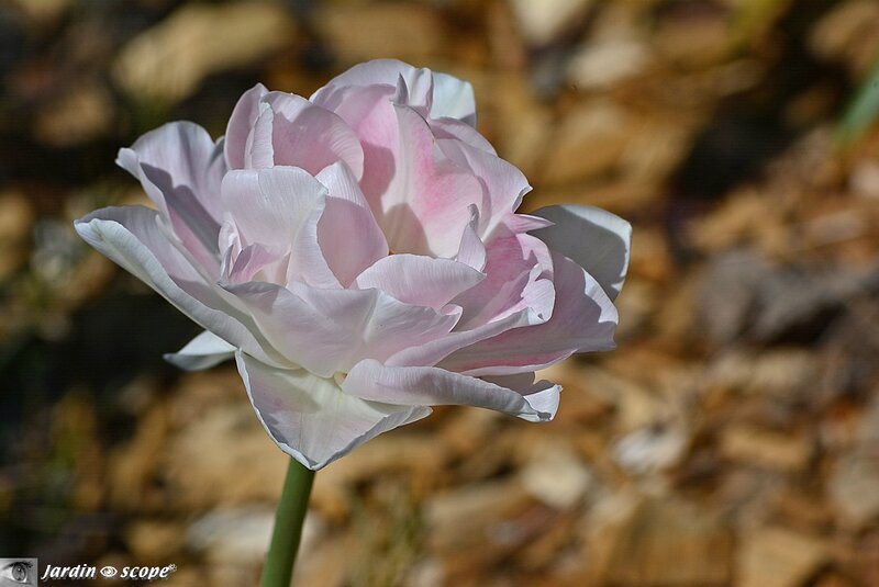 Tulipes Angélique rose